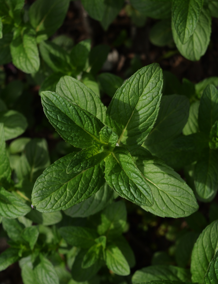 The Science Behind Menthol’s Cooling Relief