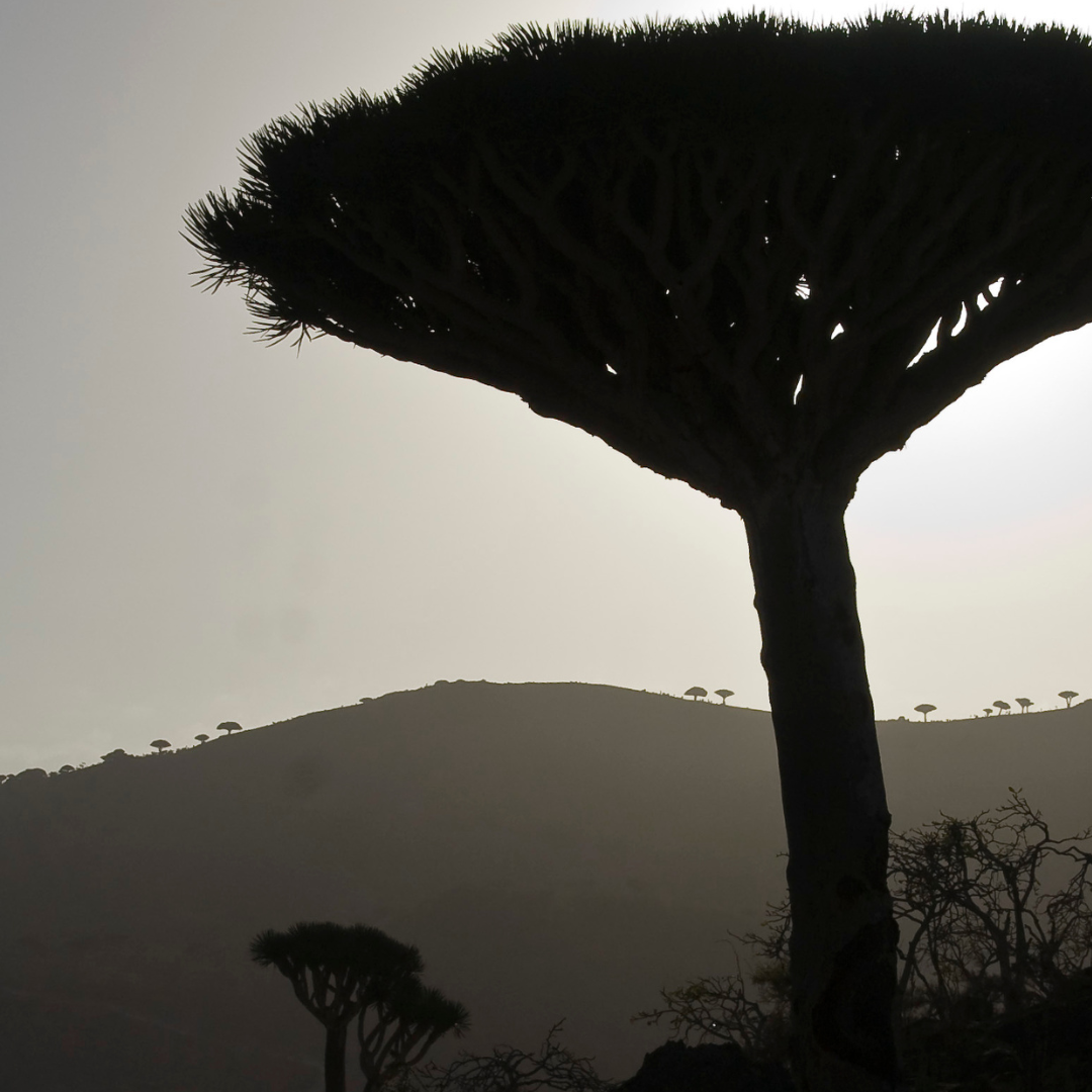 What is Dragon's Blood?