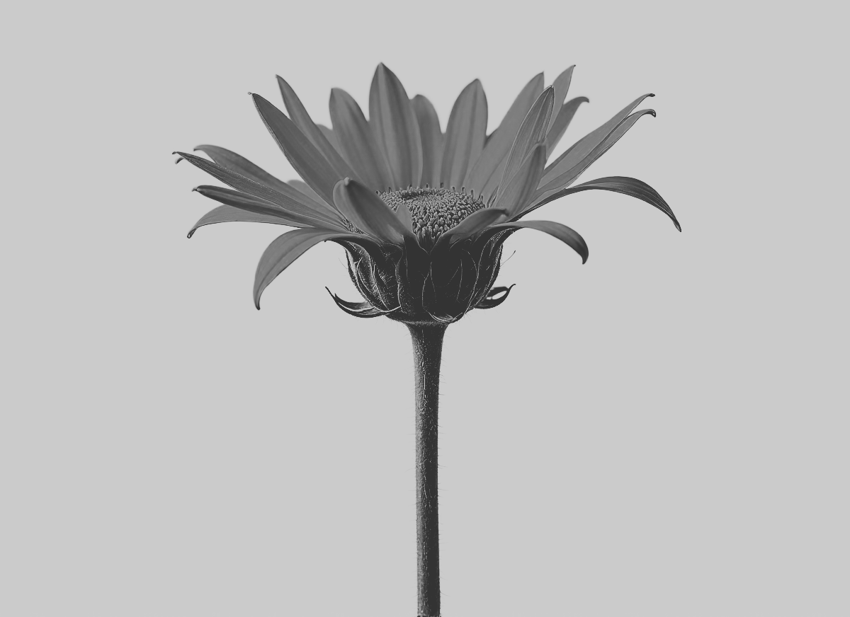 Arnica