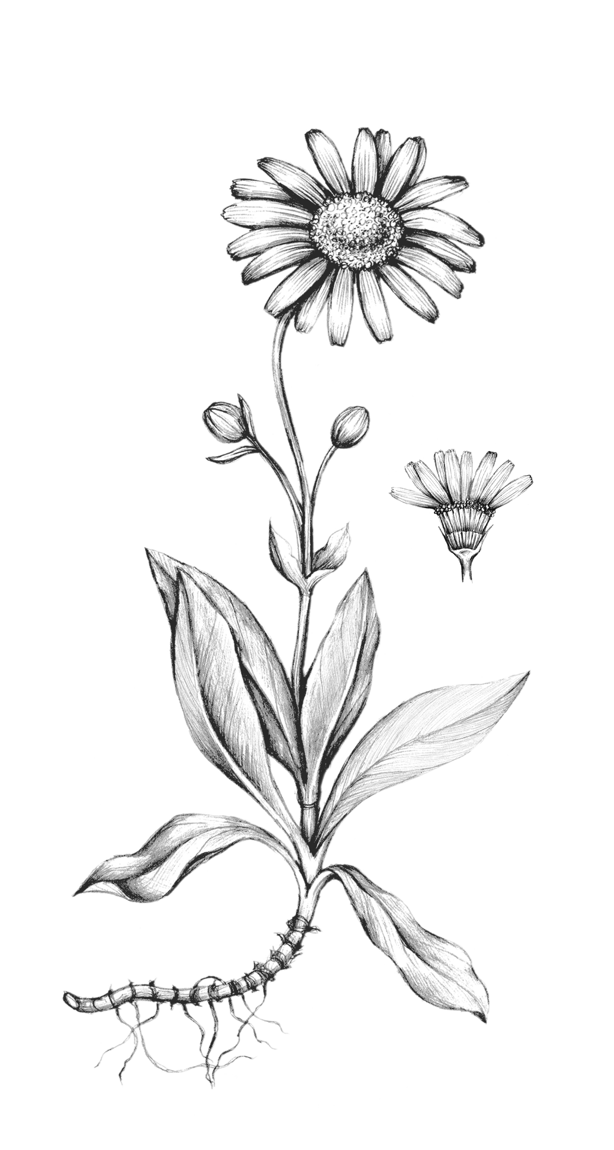 Blumenes_Arnica.png