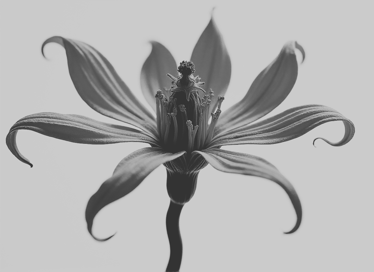 Witch Hazel